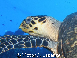 hawksbill turtle at two for you dive site in parguera are... by Victor J. Lasanta 
